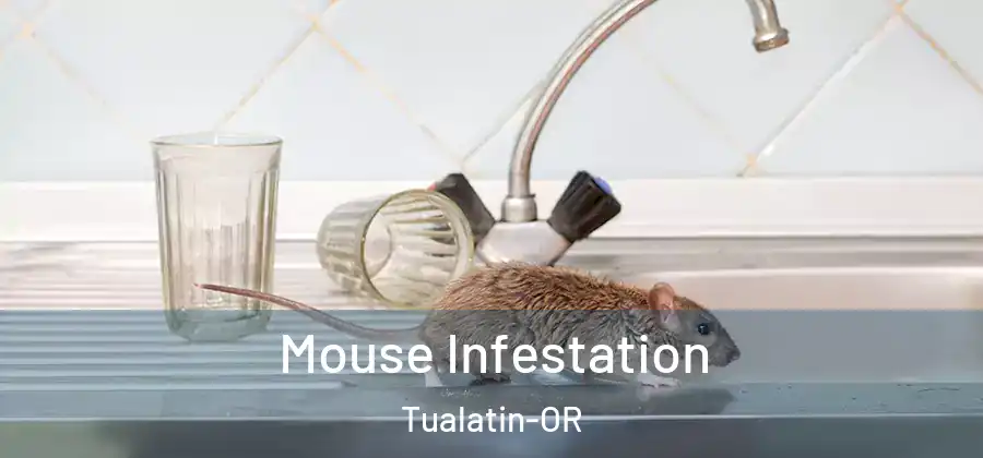 Mouse Infestation Tualatin-OR