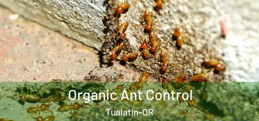 Organic Ant Control Tualatin-OR