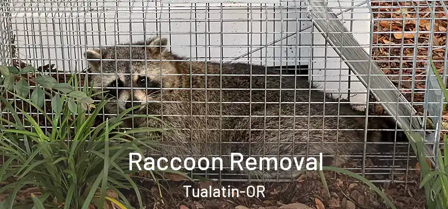  Raccoon Removal Tualatin-OR