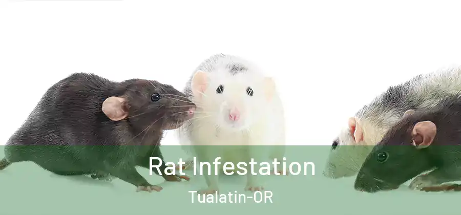 Rat Infestation Tualatin-OR