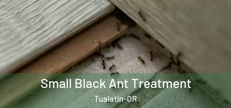 Small Black Ant Treatment Tualatin-OR