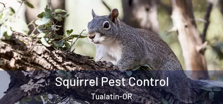 Squirrel Pest Control Tualatin-OR