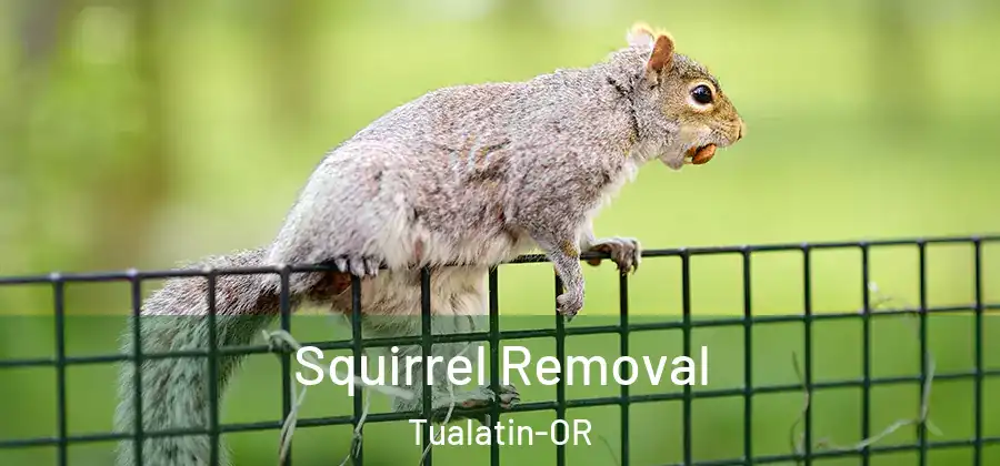 Squirrel Removal Tualatin-OR