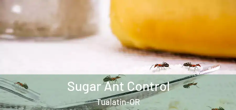 Sugar Ant Control Tualatin-OR