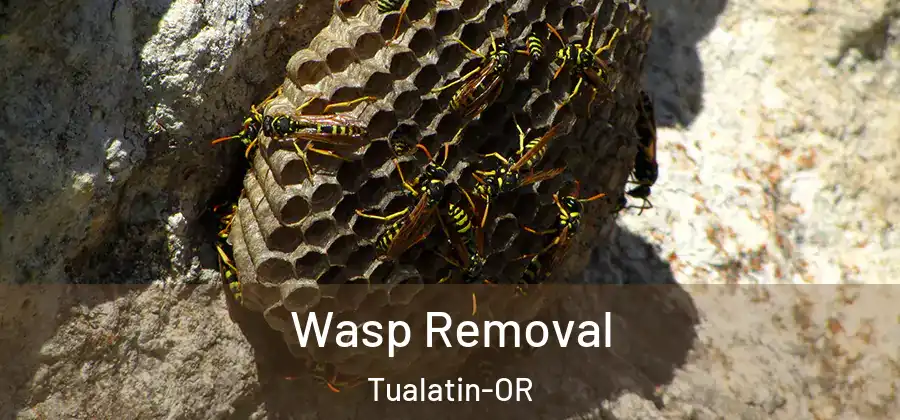 Wasp Removal Tualatin-OR